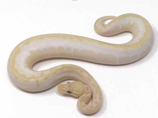 Banana Bamboo Enchi Calico (Male)