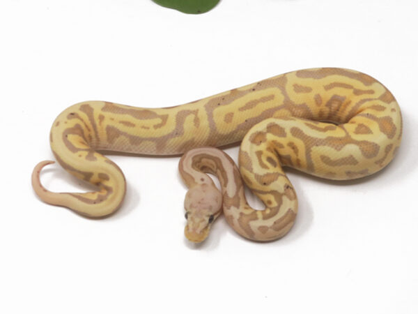 Banana Leopard Spotnose Pastel (Male)