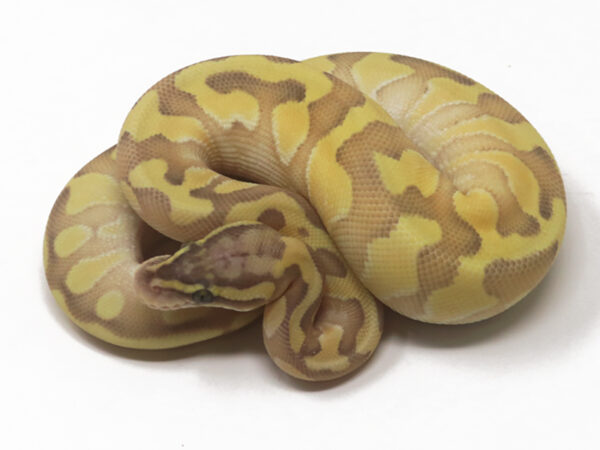Pastel Butter Enchi Ghost (Female)