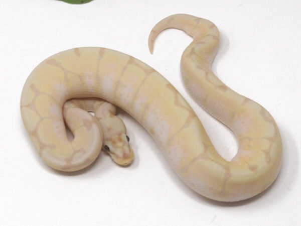 Banana Spider (Male)