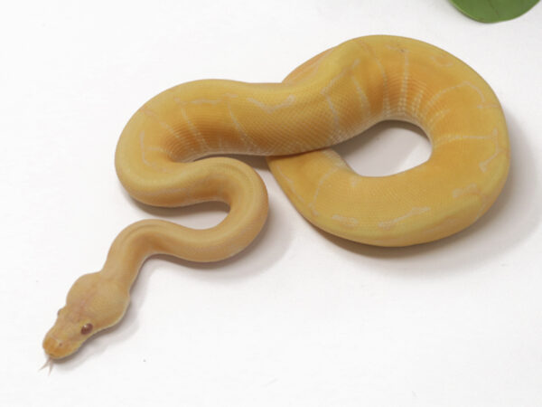 Albino Pin (Male)