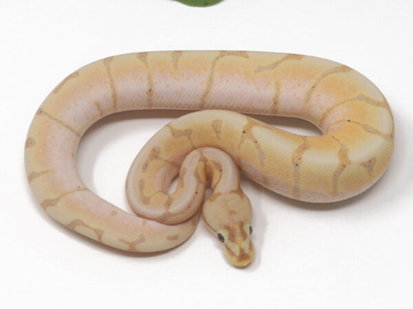 Banana Spider (Male)