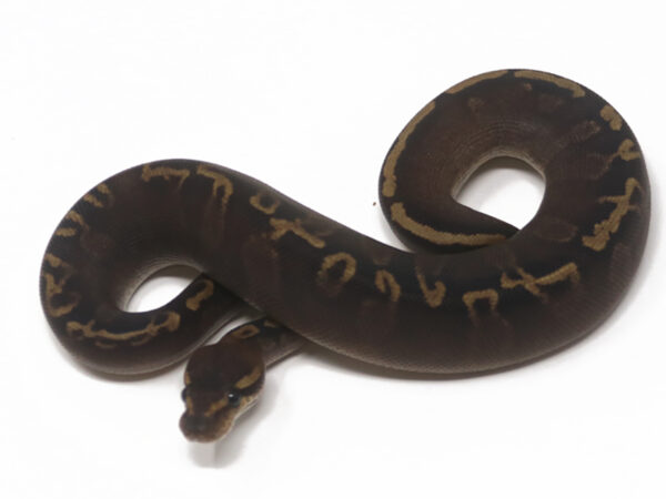 GHI Mahogany Combo (Female)