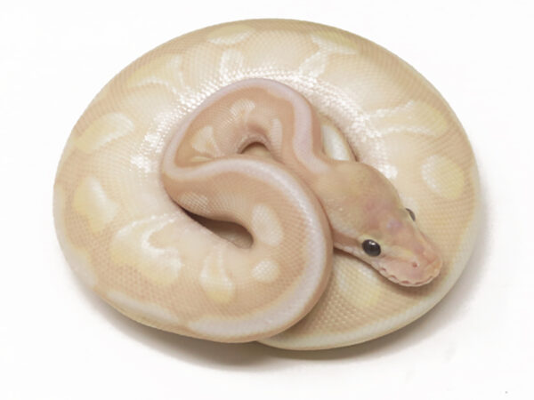 Banana Soul Sucker Enchi (Male)