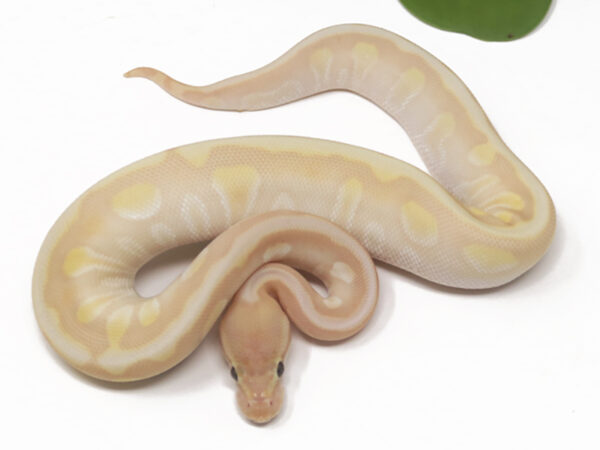 Banana Soul Sucker Enchi (Female)