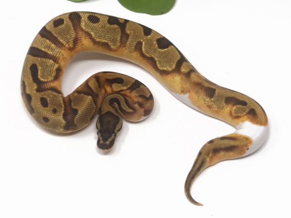 Pied Enchi (Female)