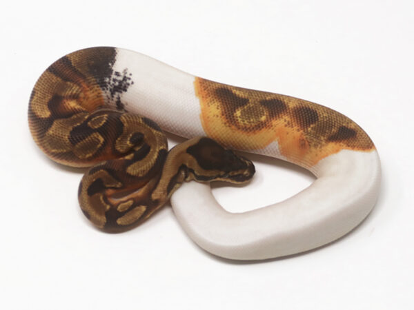 Pied Enchi (Female)