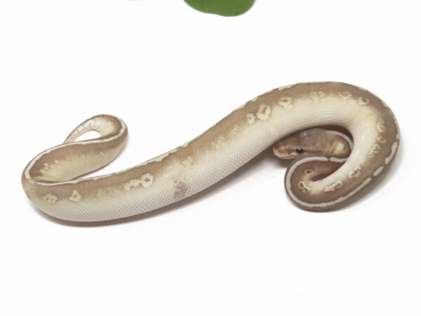 Soul Sucker Raven Pastel (Female)