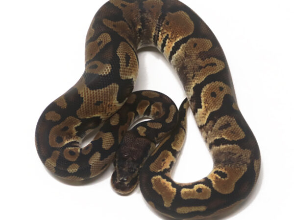 Shatter Pastel (Male)