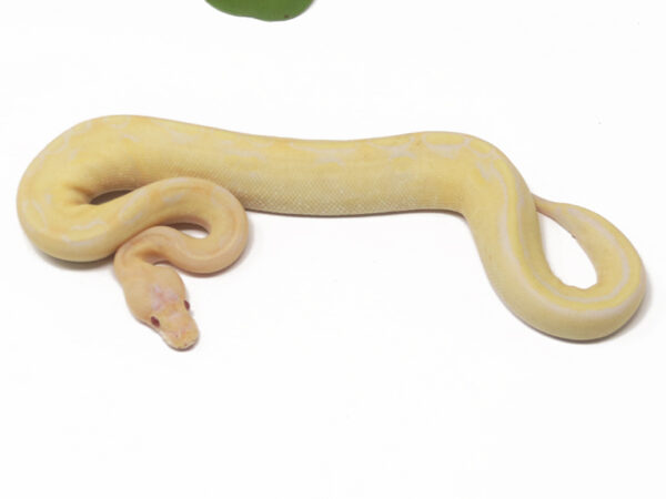 Candino Champagne (Female)