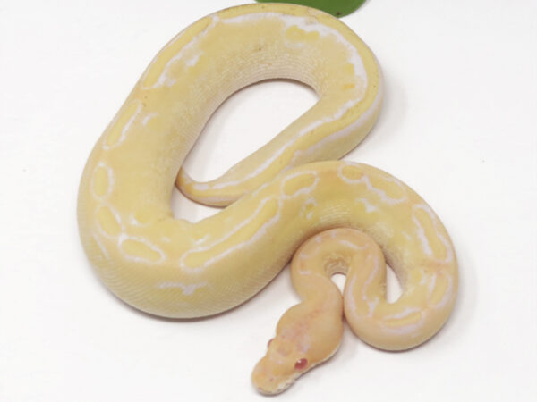 Albino Champagne (Female)