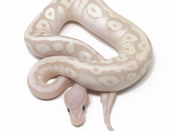 Super Banana HGW Mojave (Male)