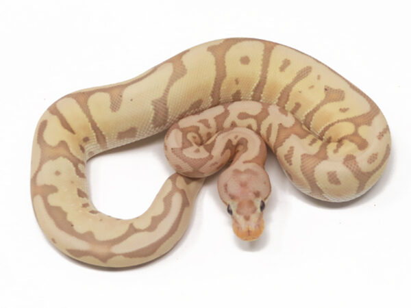 Banana Leopard HGW (Female)
