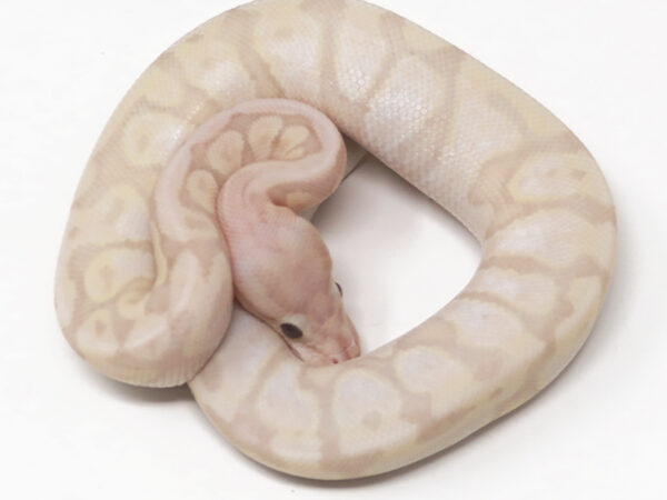 Super Banana HGW (Male)