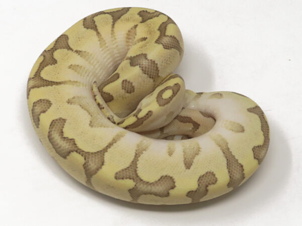 Bamboo Enchi Pastel (Male)