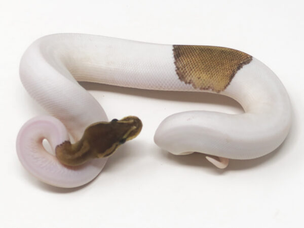 Sunset Pied Cinnamon (Female)