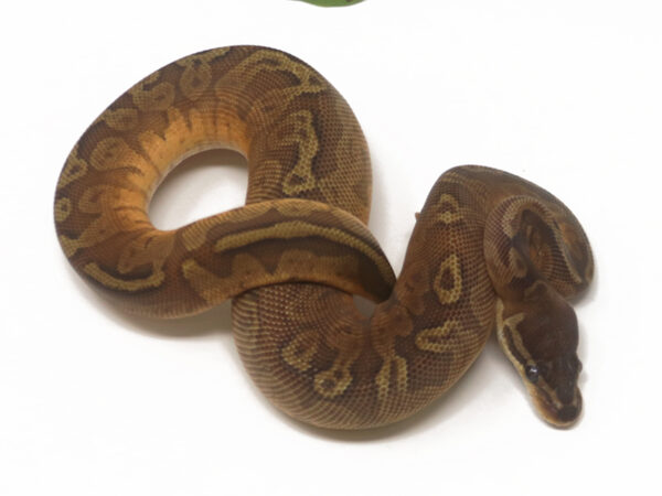 Sunset Poss Het Pied (Male)