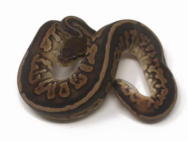 Cinnamon Poss Het Sunset Pied (Female)