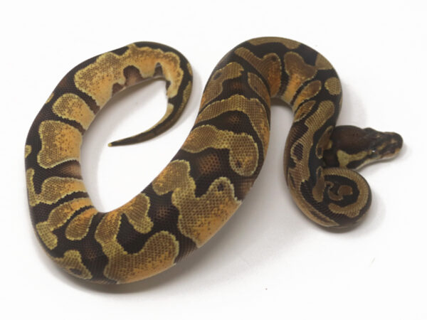 Enchi Poss Het Sunset (Female)