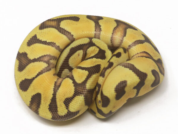 Super Enchi Pastel (Male)