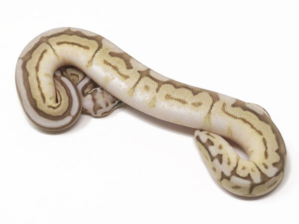 Tristripe Pastel Butter (Male)