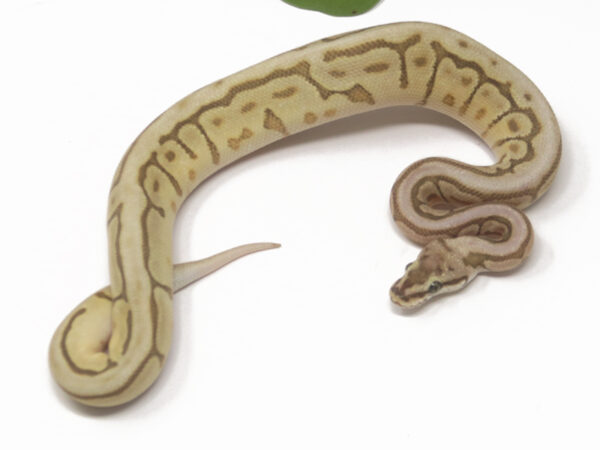 Leopard Butter Bee (Male)