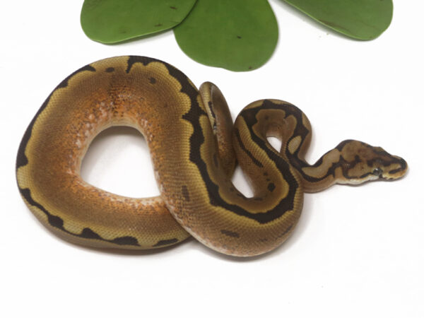 Tristripe Spider (Male)