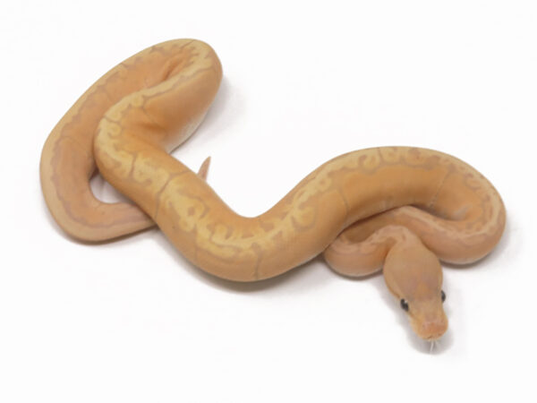 Banana GHI Pin (Female)