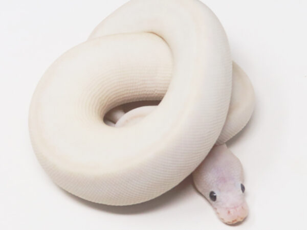 Bamboo Blue Eye Leucistic (Female)
