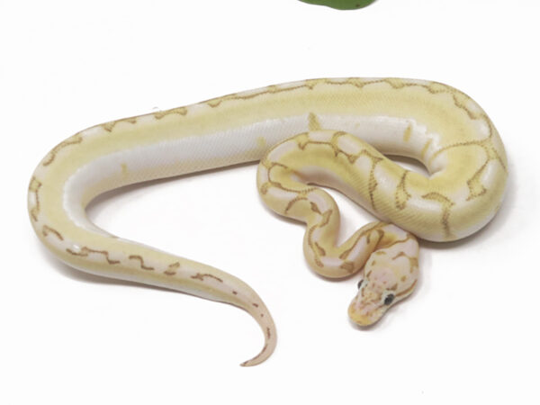 Bamboo Stinger Bee (Female)