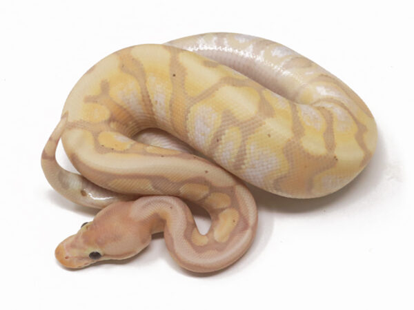 Banana HGW Enchi (Male)