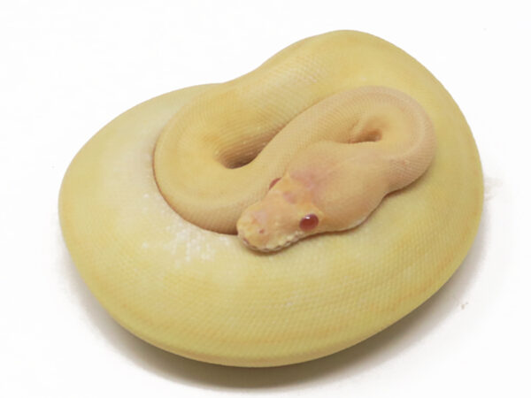 Albino Champin (Male)