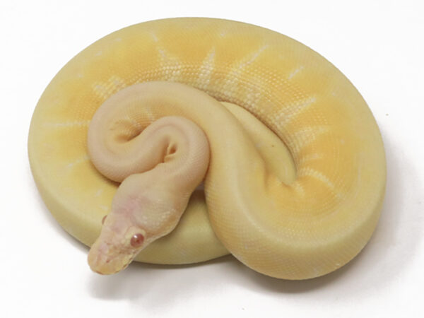 Albino Pin (Male)