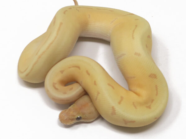Banana Enchi Pin (Female)