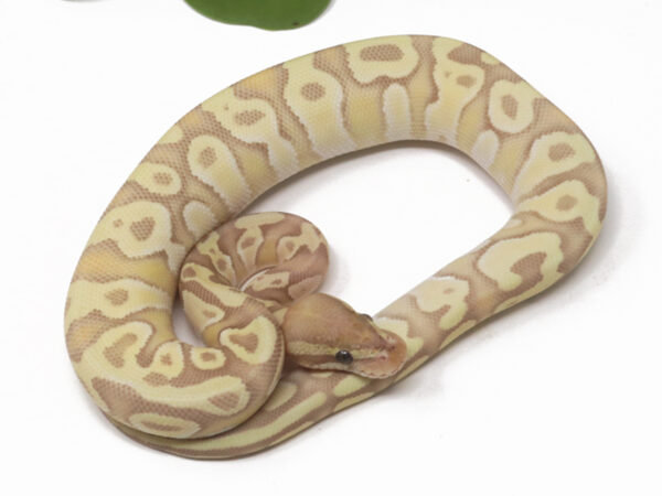 Banana Moochie (Female)