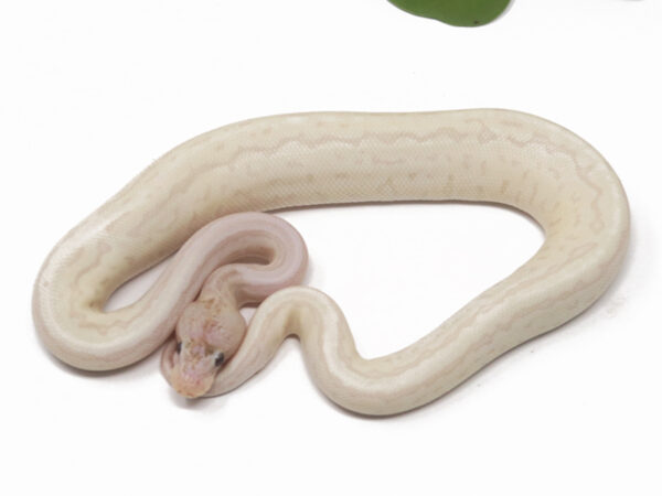 Super Banana Pin (Male)