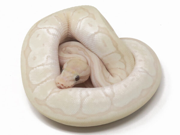 Super Banana Moochie Pin (Female)