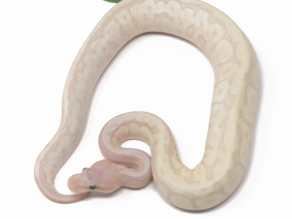 Super Banana Jigsaw (Male)