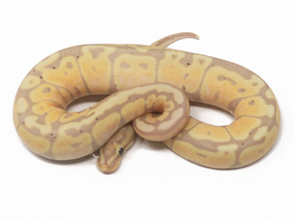 Banana Spotnose (Female)