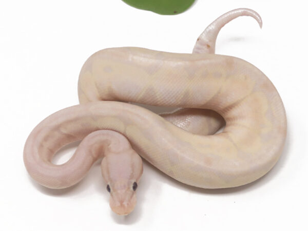 Super Banana (Female)