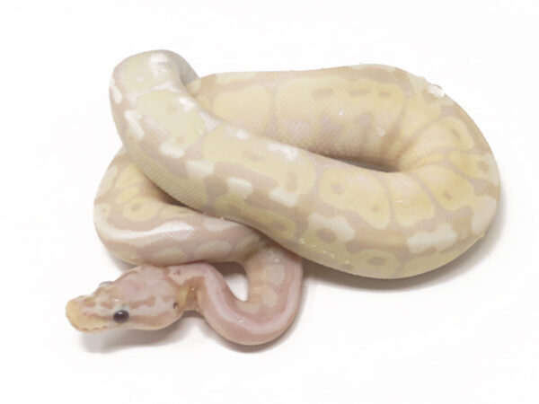 Super Banana Pastel Spotnose (Female)
