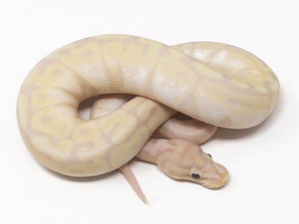 Super Banana Spotnose (Female)