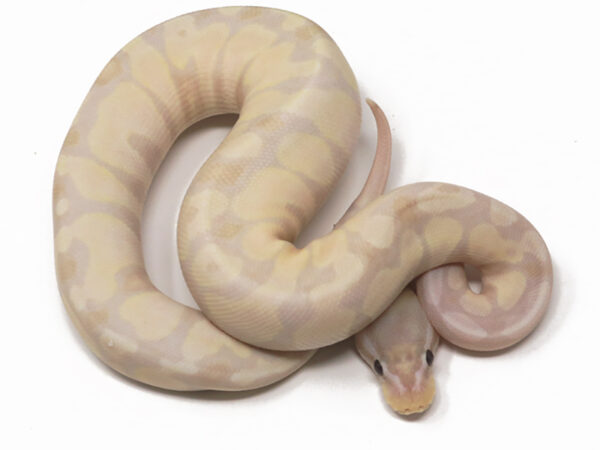 Super Banana (Female)