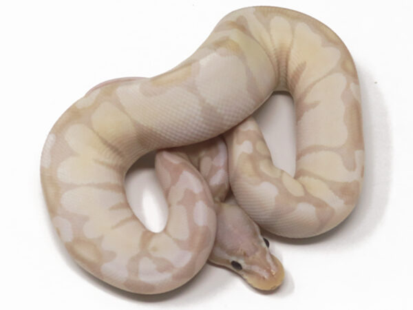 Super Banana Enchi (Male)