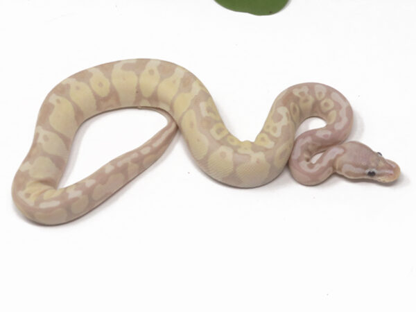 Super Banana Enchi (Female)