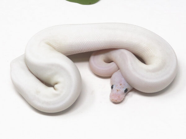 Pied Champagne (Female)