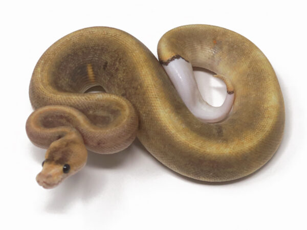 GHI Champagne DR (Male)