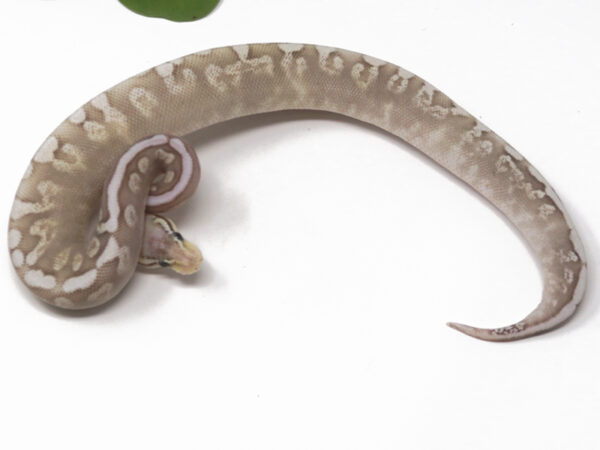 GHI Super Pastel Butter (Female)