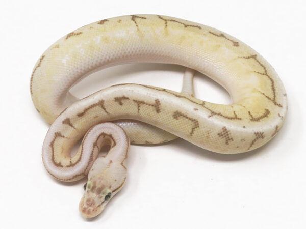 Spinner Blast Mojave (Male)