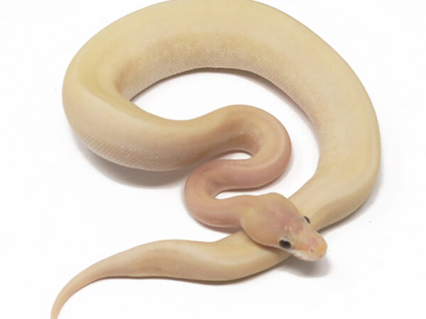 Banana Champagne (Female)